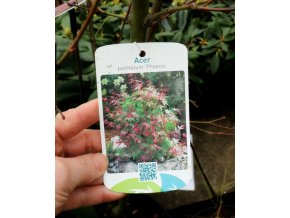 Acer palmatum 'Phoenix' - javor dlanitolistý