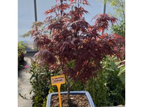 Acer palmatum 'Shaina' - javor dlanitolistý