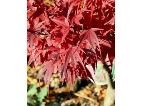 Acer palmatum 'Shaina' - javor dlanitolistý