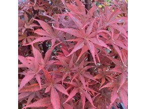 Acer palmatum 'Skeeter's Broom' - javor dlanitolistý