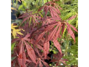 Acer palmatum 'Suminagashi' - javor dlanitolistý