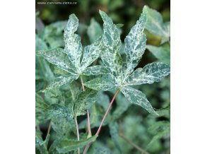 Acer palmatum 'Ukigumo' - javor dlanitolistý
