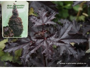 Acer platanoides 'Crimson Sentry' - javor mleč