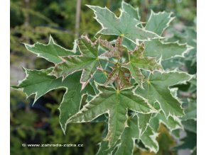 Acer platanoides 'Drummondii' - javor mléč