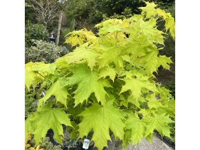 Acer platanoides 'Golden Globe' - javor mléč