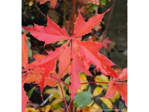 Acer platanoides 'Charles Joly' - javor mléč