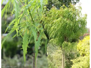 Acer platanoides 'Paldiski' - javor mléč