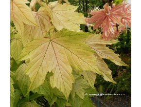 Acer pseudoplatanus 'Brilliantissimum' - javor klen