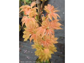 Acer pseudoplatanus 'Puget Pink' - javor klen
