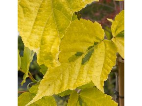 Acer rufinerve 'Sunshine' - javor rezavožilný