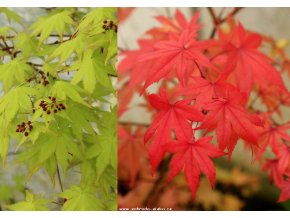 Acer shirasawanum 'Jordan' - javor japonský