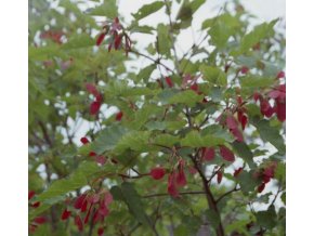 Acer tataricum 'Flame' - javor tatarský
