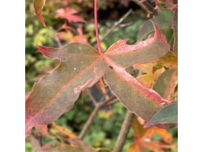 Acer truncatum 'Shune-nishiki' - javor uťatý