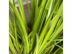 Acorus gramineus 'Ogon' - puškvorec