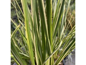 Acorus gramineus 'Argenteostriatus' - puškvorec