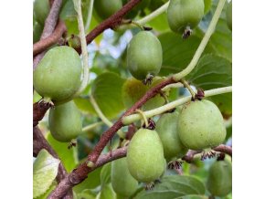Actinidia arguta 'Vitikiwi' - kiwi samosprašné