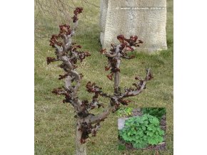 Aesculus hippocastanum 'Cristatum' - jírovec maďal