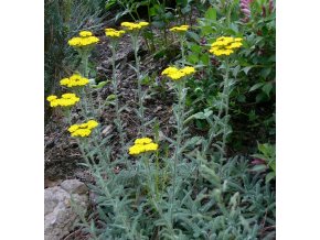 Achillea tomentosa 'Aurea' - řebříček plstnatý