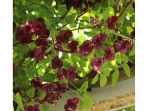 Akebia quinata - akébie pětičetná