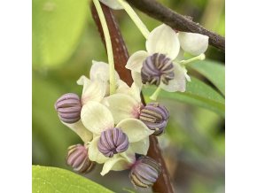 Akebia quinata 'Alba' - akébie pětičetná