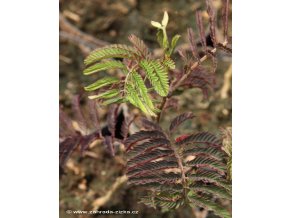 Albizia julibrissin 'Summer Chocolate' ® - albízie/perská akácie