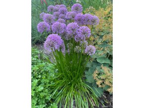 Allium 'Millenium' - česnek okrasný