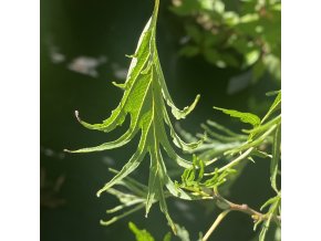 Alnus glutinosa 'Imperialis' - olše lepkavá