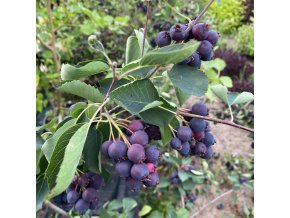 Amelanchier alnifolia 'Thiessen' - muchovník olšolistý