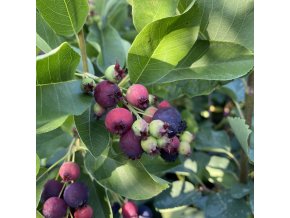 Amelanchier 'Prince William' - muchovník velkokvětý