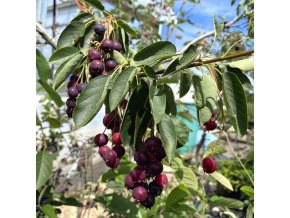 Amelanchier 'Prince William' - muchovník velkokvětý