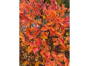 Amelanchier 'Princess Diana' - muchovník