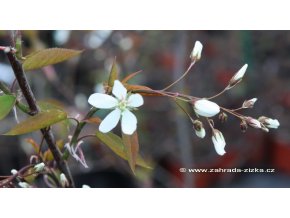 Amelanchier 'Snowflake' - muchovník