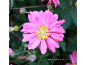 Anemone hupehensis var. japonica 'Prinz Heinrich' - sasanka