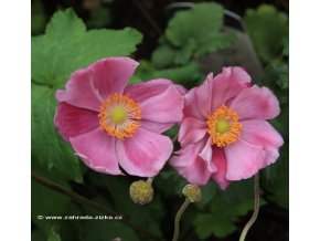 Anemone japonica 'September Charm' - sasanka