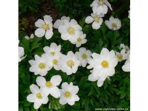 Anemone sylvestris - sasanka lesní