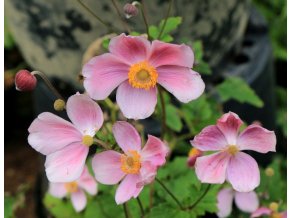 Anemone tomentosa 'Robustissima' - sasanka