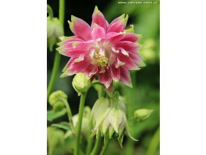 Aquilegia vulgaris 'Nora Barlow' - orlíček