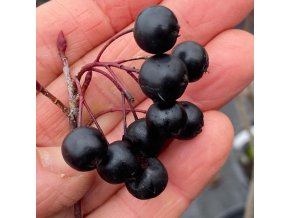 Aronia melanocarpa 'Hugin' - černý jeřáb / temnoplodec