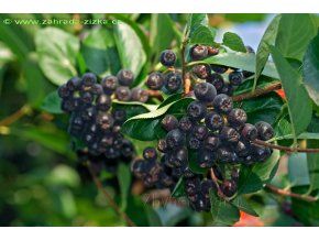 Aronia melanocarpa 'Nero' - černý jeřáb