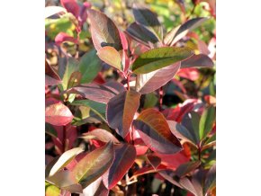 Aronia melanocarpa 'Professor Ed' - černý jeřáb / temnoplodec