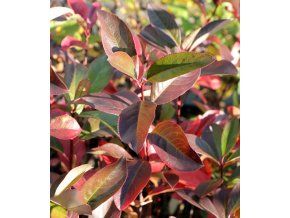 Aronia melanocarpa 'Professor Ed' - černý jeřáb