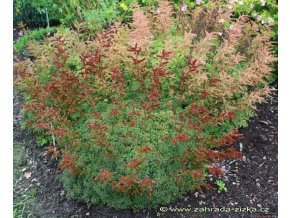 Aruncus aethusifolius - udatna