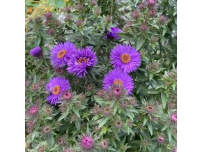 Aster novae-angliae 'Andenken an Alma Pötschke' - hvězdnice novoanglická