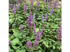 Astilbe chinensis var. pumila - čechrava