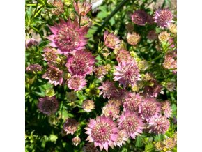 Astrantia major 'Rosensinfonie' - jarmarka větší