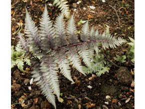 Athyrium niponicum 'Metallicum' - papratka japonská
