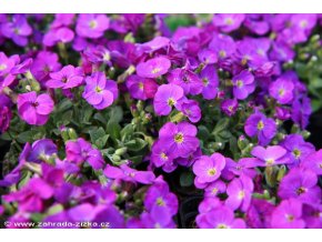 Aubrieta gracilis 'Kitte Blue' - tařička