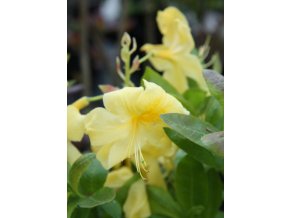 Azalea 'Anneke' - azalka velkokvětá