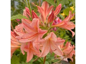 Azalea 'Antilope' - azalka velkokvětá