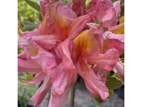 Azalea 'Bery Rose' - azalka velkokvětá